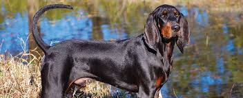 This forum is for black & tan stud dog and kennel promotion. Black And Tan Coonhound Dog Breed Profile Petfinder