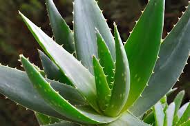Image result for Aloe