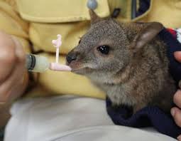 Sutle Beslenen Bebek Parma Wallaby Hayvanlar Bebek