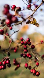 Smartphone Wallpaper Herbst Osmers Garten Hintergrundbilder Instagram Ideen Bilder Smartphone Hintergrundbilder