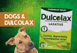Can I Give My Dog Dulcolax For Constipation How Much Is Safe
