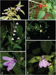 Image result for Dicliptera carvalhoi