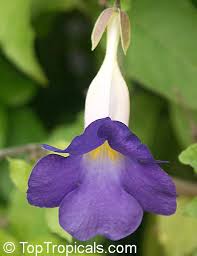 Image result for Thunbergia