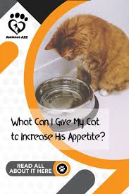 Pin On Pet Information