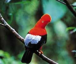 Orange Birds Of Western Washington Pin On Birds