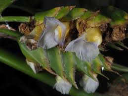 Image result for Ctenanthe marantifolia