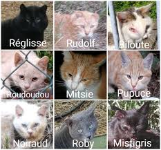 Association poker salon de provence, grand casino mille lacs seafood buffet, gambling slang jargon, poker dan qq online. Sos 140 Street Cats Chats Oublies Animal Webaction