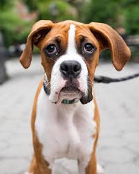 Below are some of the boxers that are currently available. Boxer Puppies For Adoption In Ny Bmo Show