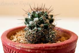Para poder hacer esquejes de forma adecuada, se necesitan herramientas de jardinería, no sirve con utilizar cualquier utensilio que tengamos por casa. 3 Metodos Para Multiplicar Cactus Y Plantas Crasas Sin Fallar