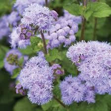 From classics to more unusual varieties. Tall Blue Planet F1 Ageratum Seed Johnny S Selected Seeds