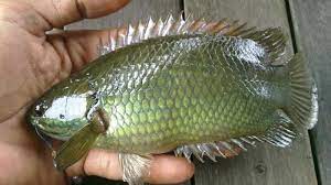 In order to find out more about memancing ikan puyu besar please visit: Mengenal Ikan Betok Yang Sempat Bikin Presiden Jokowi Bingung Halaman All Sriwijaya Post