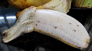 Obat akan memberikan efek lebih relaks, tenang dan tidak lagi tegang dengan pemicu tertentu. Ini Dia Cara Mengusir Lalat Buah Yang Mudah Dilakukan