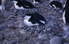 This strip looks like a chinstrap. Chinstrap Penguin Facts Habitat Diet Predators Pictures