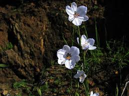Image result for Aristea angolensis