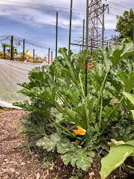 Learn how to grow zucchini vertically to save space. It S Zucchini Season How You Ve Been Growing Them All Wrong