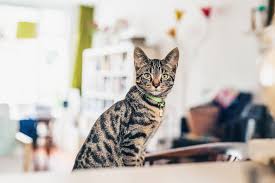 A feral cat will not let you touch him the first time you feed him. Can You Train An Outdoor Cat To Be An Indoor Cat Rehome By Adopt A Pet Com