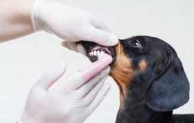 We did not find results for: Pet Dental Care Near Me Veterinary Wellness Center Of Little Elm