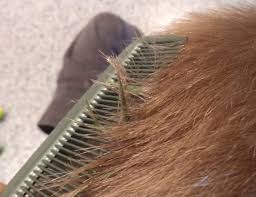 How to remove frontal glue from hair at home. The Best Way To Remove Chewing Gum From Hair My Silly Squirts