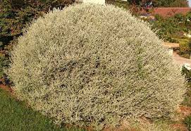 Image result for Plecostachys