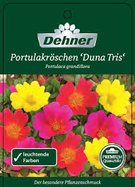Portulakroschen Dehner In 2020 Portulakroschen Portulak Blutenfarben