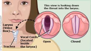 How Your Voice Works From Kidshealth Org Kid Friendly Explanation Of How Voice Is Created An Also Information On Laryngitis Linguistics Study The Voice Vocal