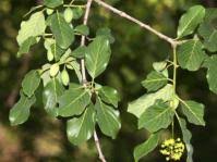 Image result for Faurea discolor