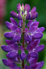 Pin On Backyard And Garden
