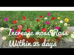 ♦ looking for a fun gift to give? How To Propagate Increase Your Moss Rose Portulaca Within 25 Days Update Youtube