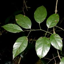 Image result for Tiliacora funifera