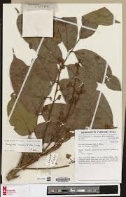 Image result for Pachylobus edulis