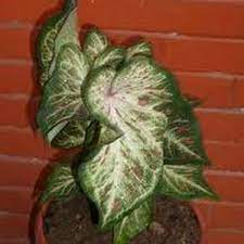 Maybe you would like to learn more about one of these? Jenis Jenis Tanaman Keladi Geomedia