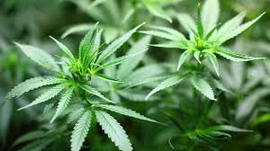 To qualify for a virginia medical marijuana card, you must meet the following qualifications: Medical Marijuana Clears First Hurdle In North Carolina Senate Wsoc Tv