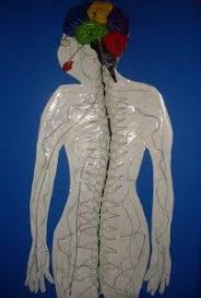 A Working Nervous System Model Nervous System Projects System Model Human Body Nervous System