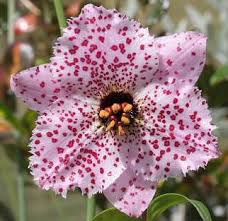 Omocharis Is A Genus Of The Family Liliaceae It Consists Of About 7 Species Native To Montane Regions Of Western China Myanmar An Fleurs Mots Francais Chine