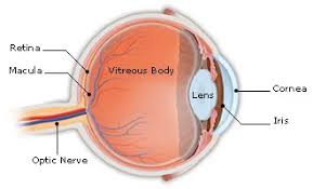 Image result for Retinal Anatomy
