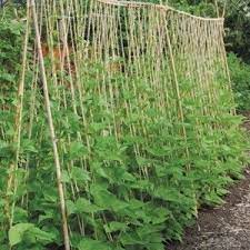 We did not find results for: Growing Green Beans All You Need To Know About Planting Green Beans Growing Green Beans Planting Green Beans Growing Green Beans Trellis