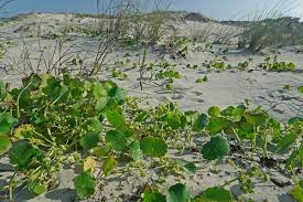 Image result for Hydrocotyle bonariensis