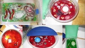 Brooke worked hard while making a plant cell model. Animal Cell Jello Model Video Dailymotion