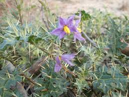 Image result for Solanum torreanum
