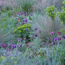 Pulsatillas In The Steppe Plantings At The Barbican London Flower Garden Design Plants Colorful Garden