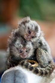 Marmoset Very Small Monkeys Cute Animal Pictures Cute Animals Cute Baby Animals