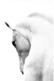 Beautiful Black And White Horse Photography White Horse Wrapped Photographic Print On Canvas Joss Main In 2020 Horses Horse Photography White Horses