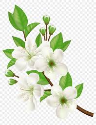 download png flowers white png gif base download png flowers white png gif base