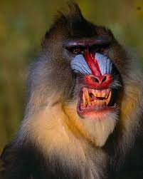 Mandrill Mandrill Animals Wild Animals