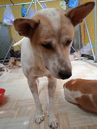 Mái Ấm Chó Mèo Ninh Thuận