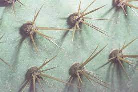 The care team may give your child intravenous (iv) fluids and antibiotics before and after surgery. Cactus Dermatitis