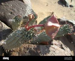 Image result for Hoodia currorii
