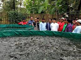 Ikan yang memepunyai ciri semua siripnya panjang dan berumbai ini juga salah satu jenis ikan hias air tawar yang cocok untuk di pelihara di kolam. Banyuwangi Galakkan Budidaya Ikan Air Tawar Dengan Kolam Terpal