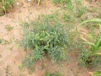Image result for Heliotropium zeylanicum