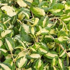 Image result for Vinca major